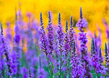 《为了吾王2》宣布定档11月3日 Steam预购开启